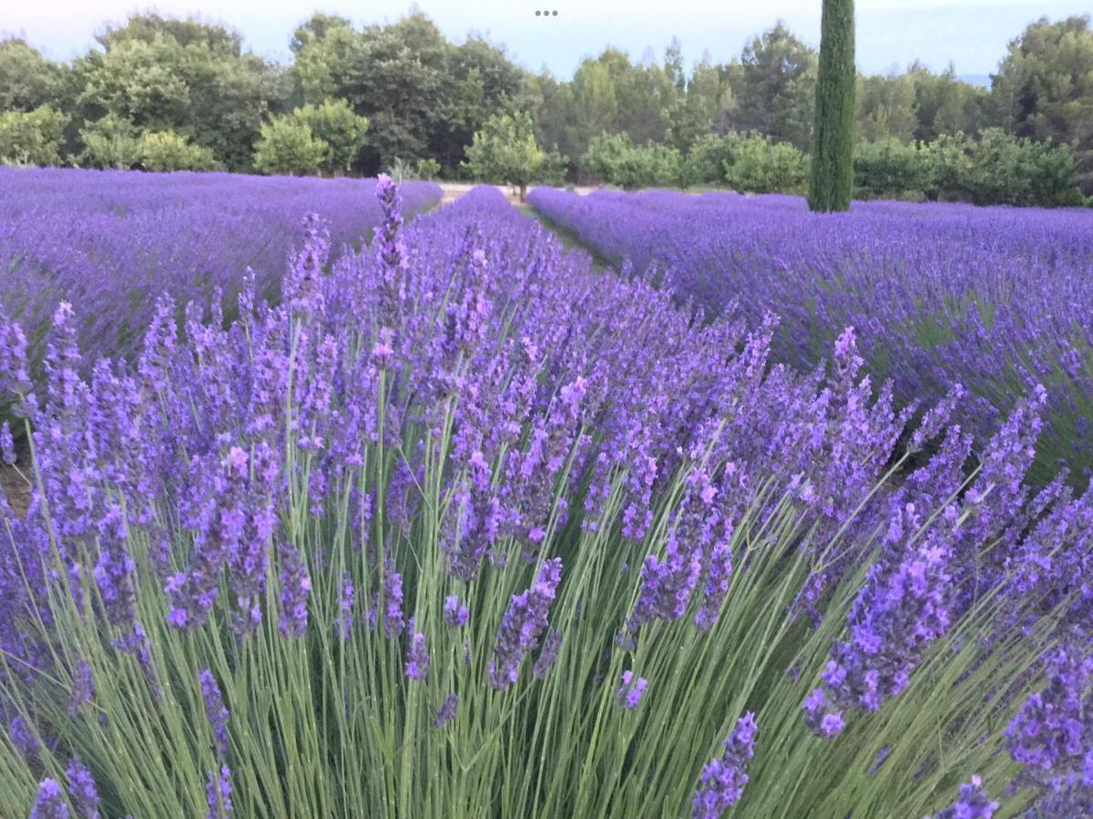 Lovely Views In Secret Provence Joucas Exterior foto
